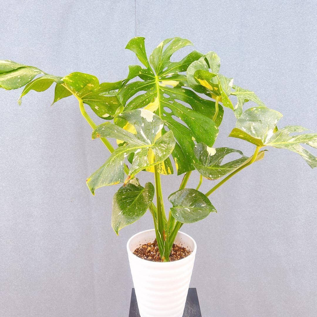 現品　モンステラ　デリシオーサ　斑入り　36番　バリエガータ　希少　観葉植物
