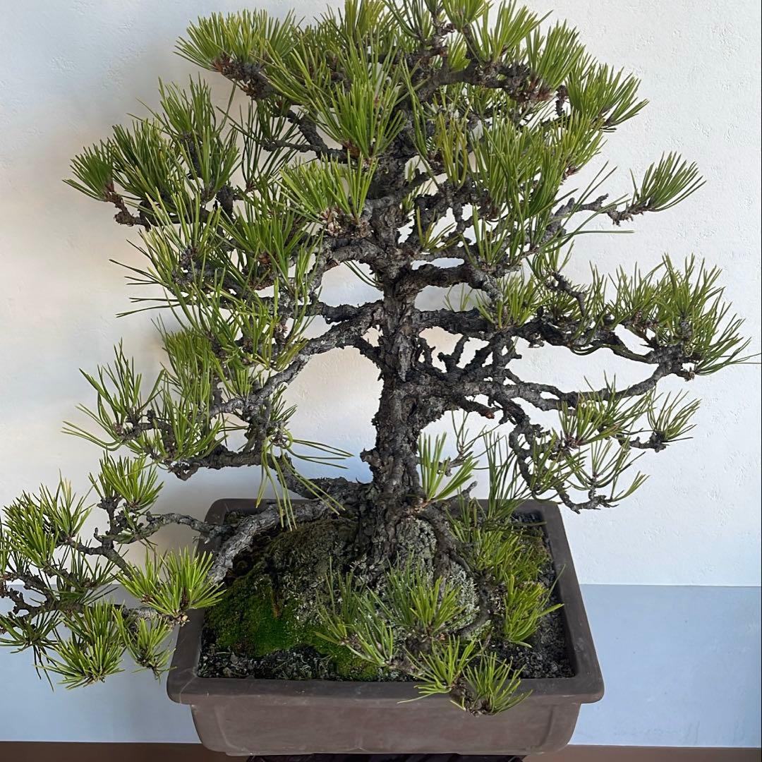 黒松 盆栽｜幹味あり｜陶器鉢付き・一点物