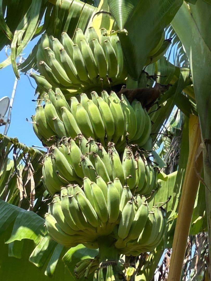 200㎝★幻の、ゴールデンブラジル。バナナ苗★耐寒強く低木.早生で収穫早い優良種