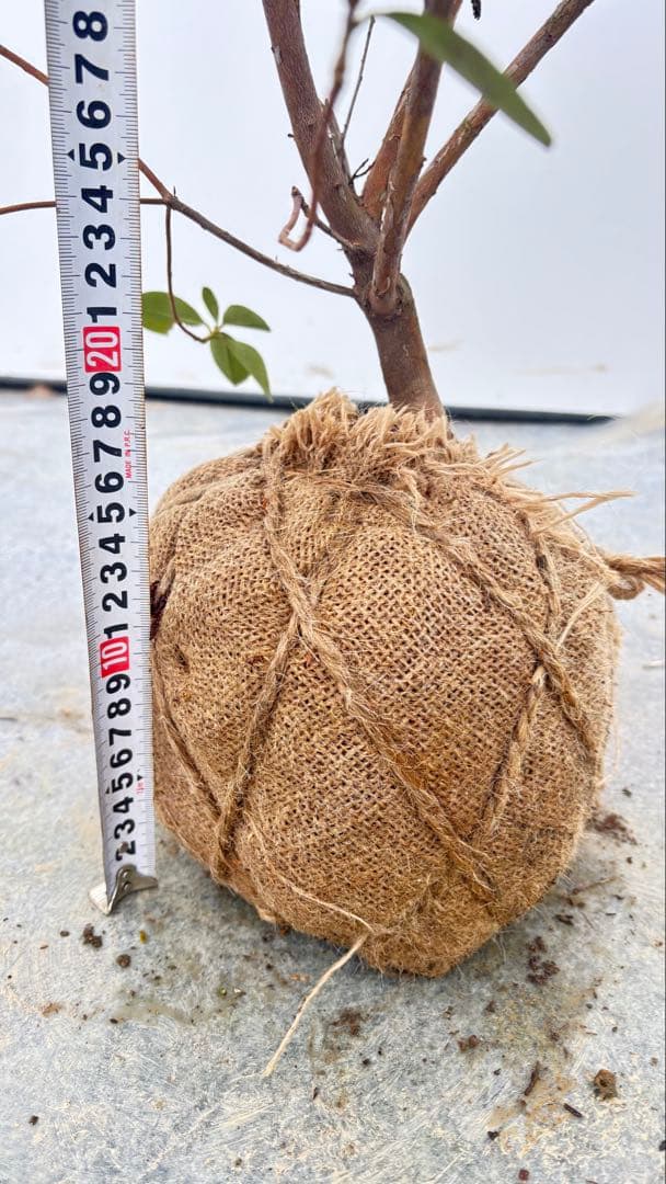 希少品種 良形の極上株 ツツジ フジムスメ 499 樹高80cm位