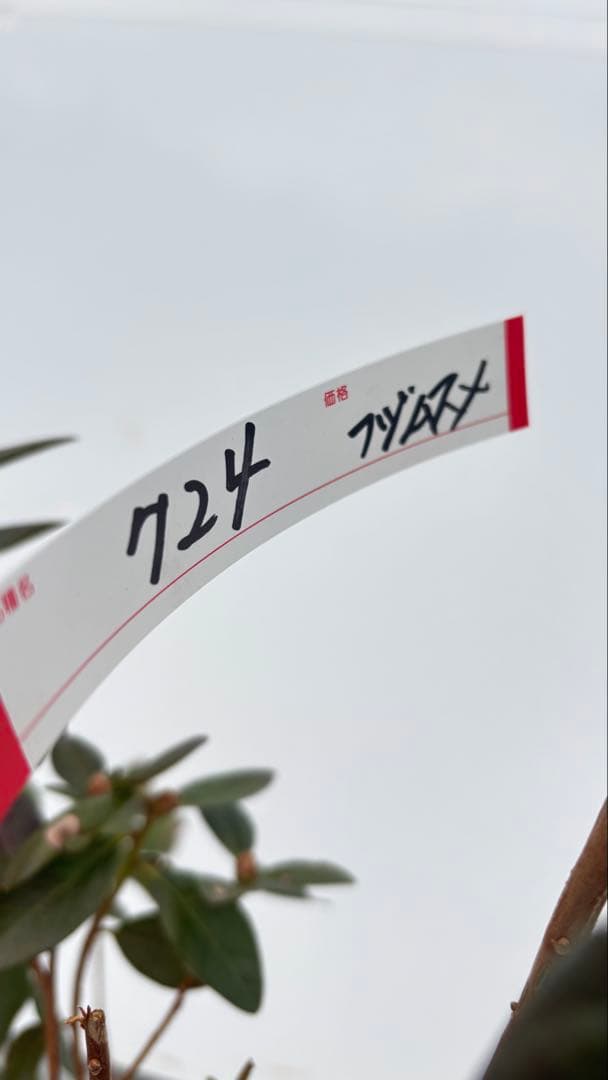 希少品種 良形の極上株 ツツジ フジムスメ 499 樹高80cm位