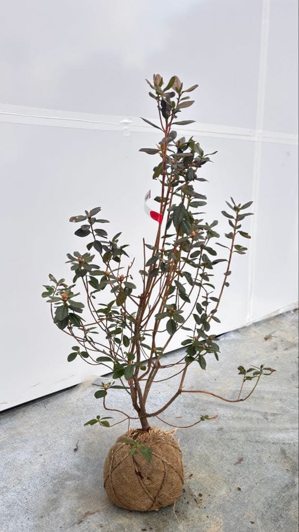 希少品種 良形の極上株 ツツジ フジムスメ 499 樹高80cm位