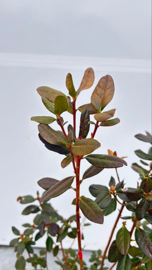 希少品種 良形の極上株 ツツジ フジムスメ 499 樹高80cm位