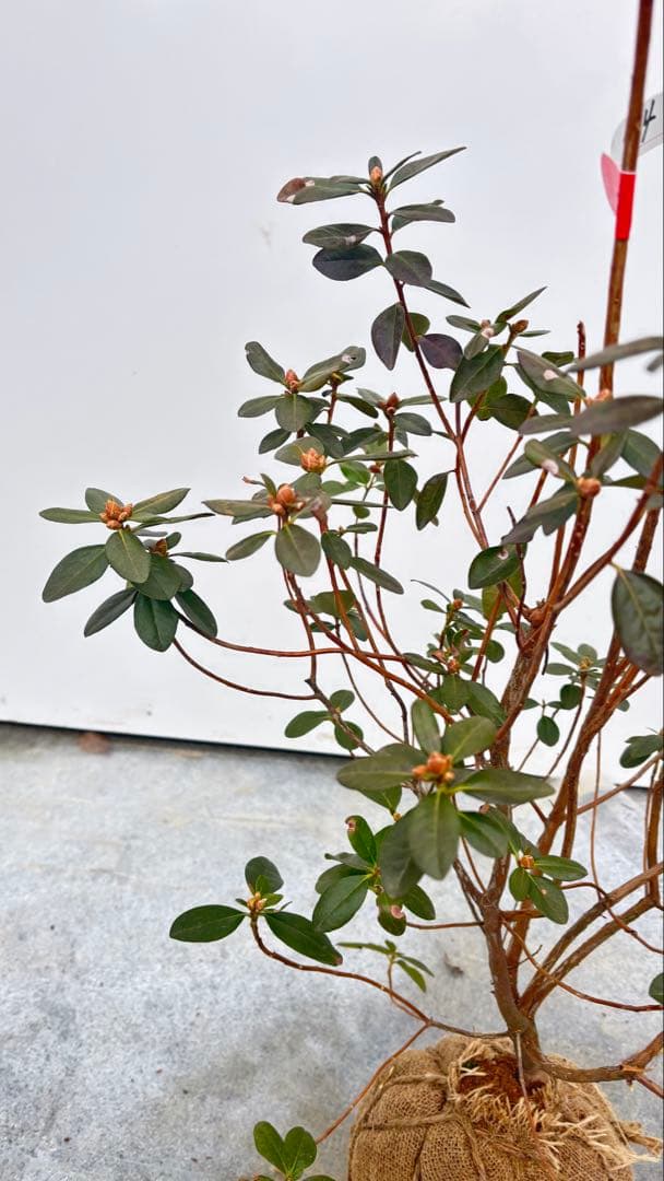 希少品種 良形の極上株 ツツジ フジムスメ 499 樹高80cm位