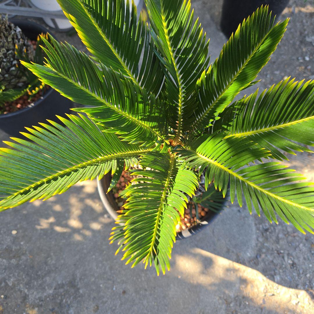 ⑰　金環ソテツ　７号　最高等級極上品‼️不定芽沢山　期間限定セール‼️