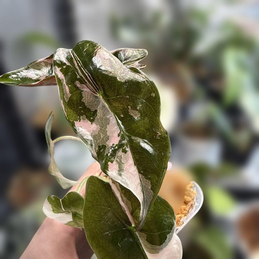 アロカシア シャントリエリ ピンク