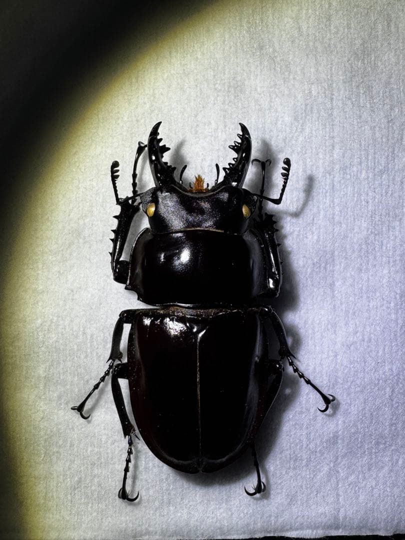 リュウキュウコクワガタ 超特大標本