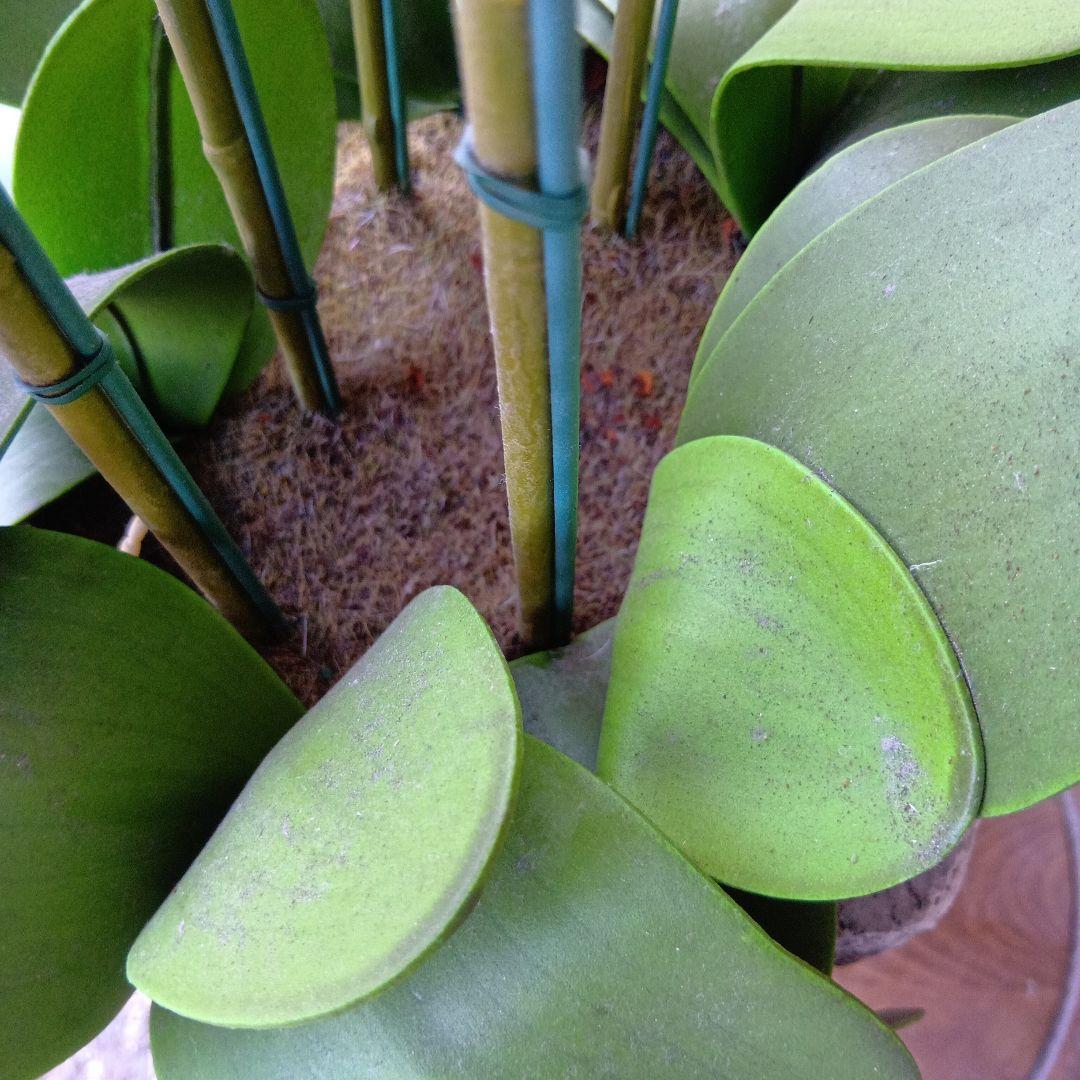 人工観葉植物　胡蝶蘭