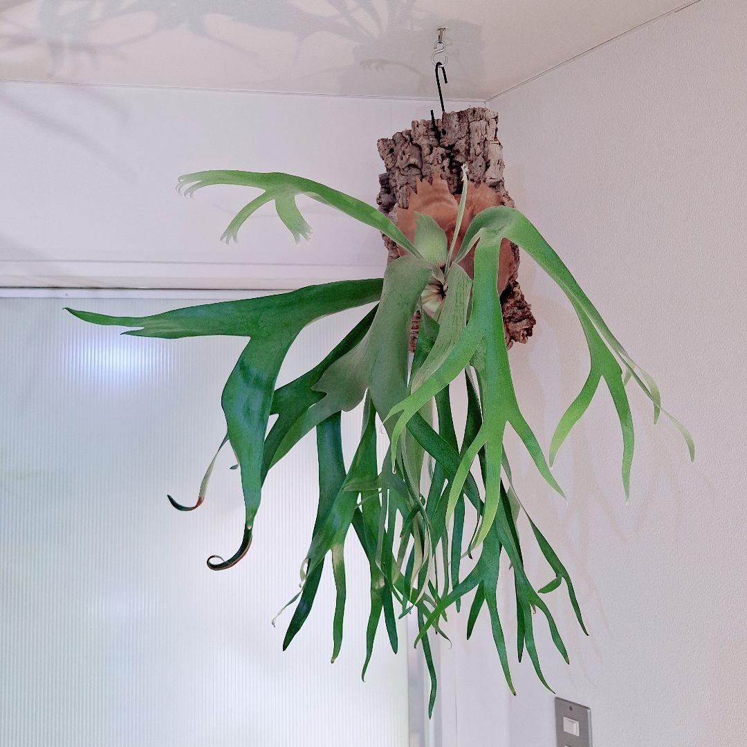 ビカクシダ　フーンシキ　TC　大株　コルク付け　コウモリラン