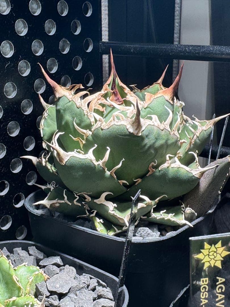 【有名趣味家血統】アガベ☆チタノタ☆千鳥影☆子株☆台湾lize⭐︎タグ付き☆