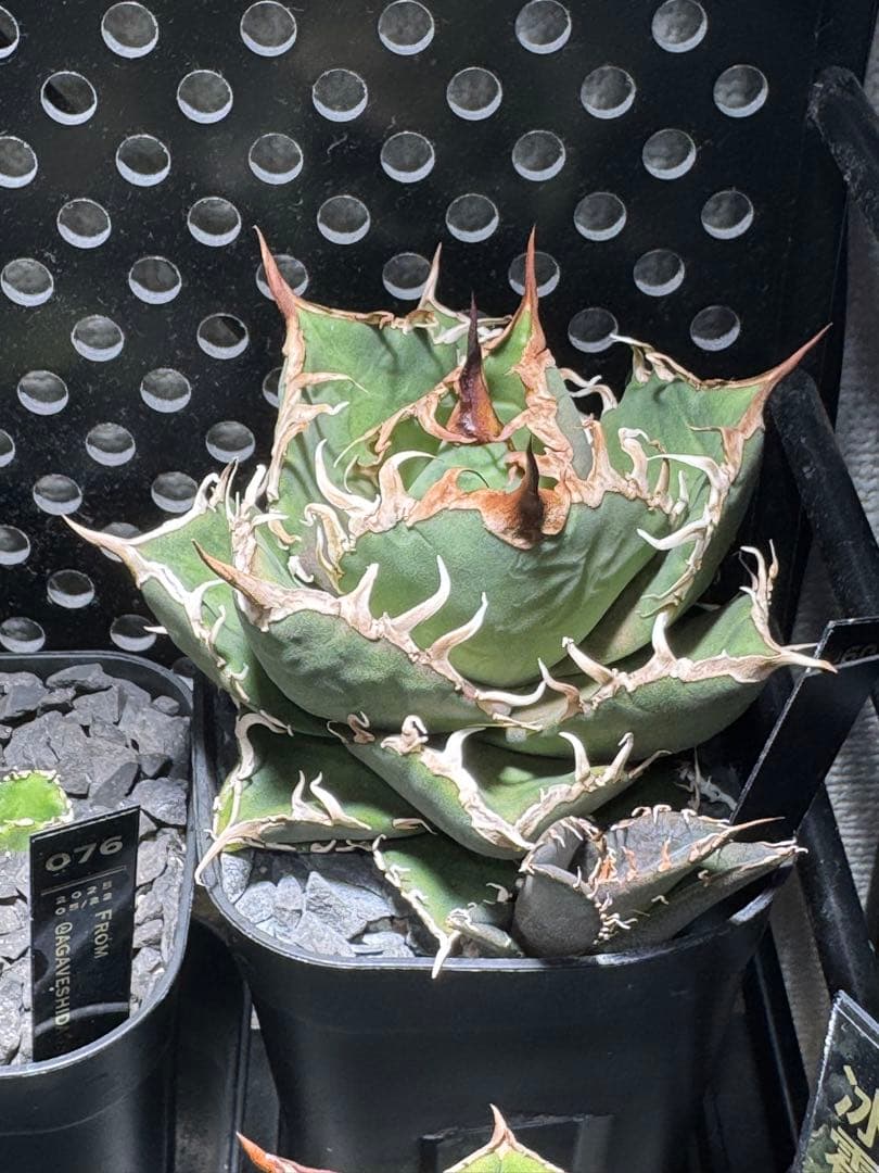 【有名趣味家血統】アガベ☆チタノタ☆千鳥影☆子株☆台湾lize⭐︎タグ付き☆