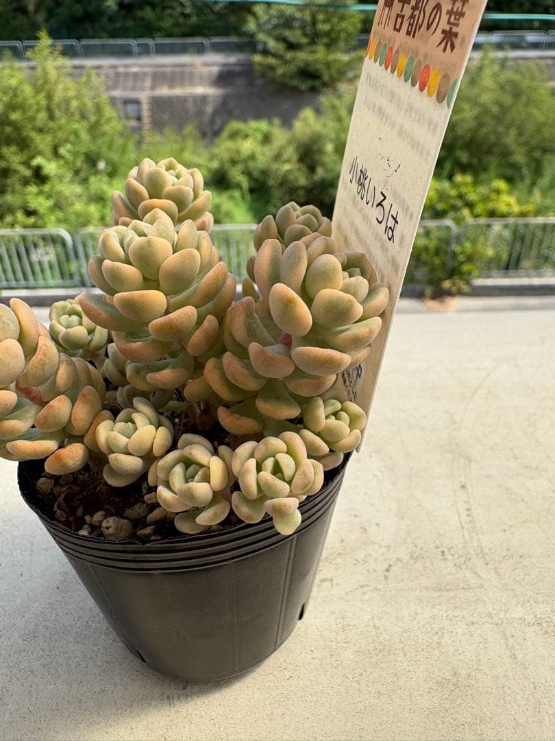 値下げ！！古都の葉小桃いろは 札つき！！