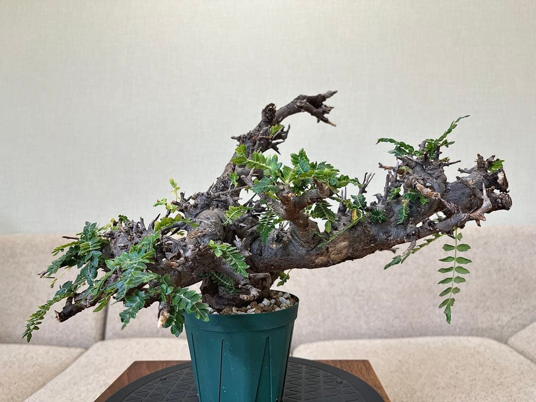 ボスウェリア ネグレクタ ブラックスキン 大株 低重心