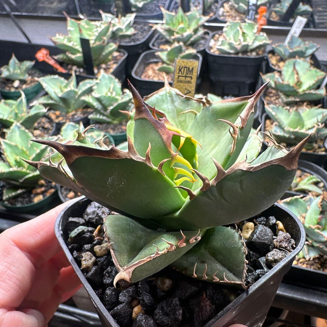 写真更新！　アガベ　オテロイ実生