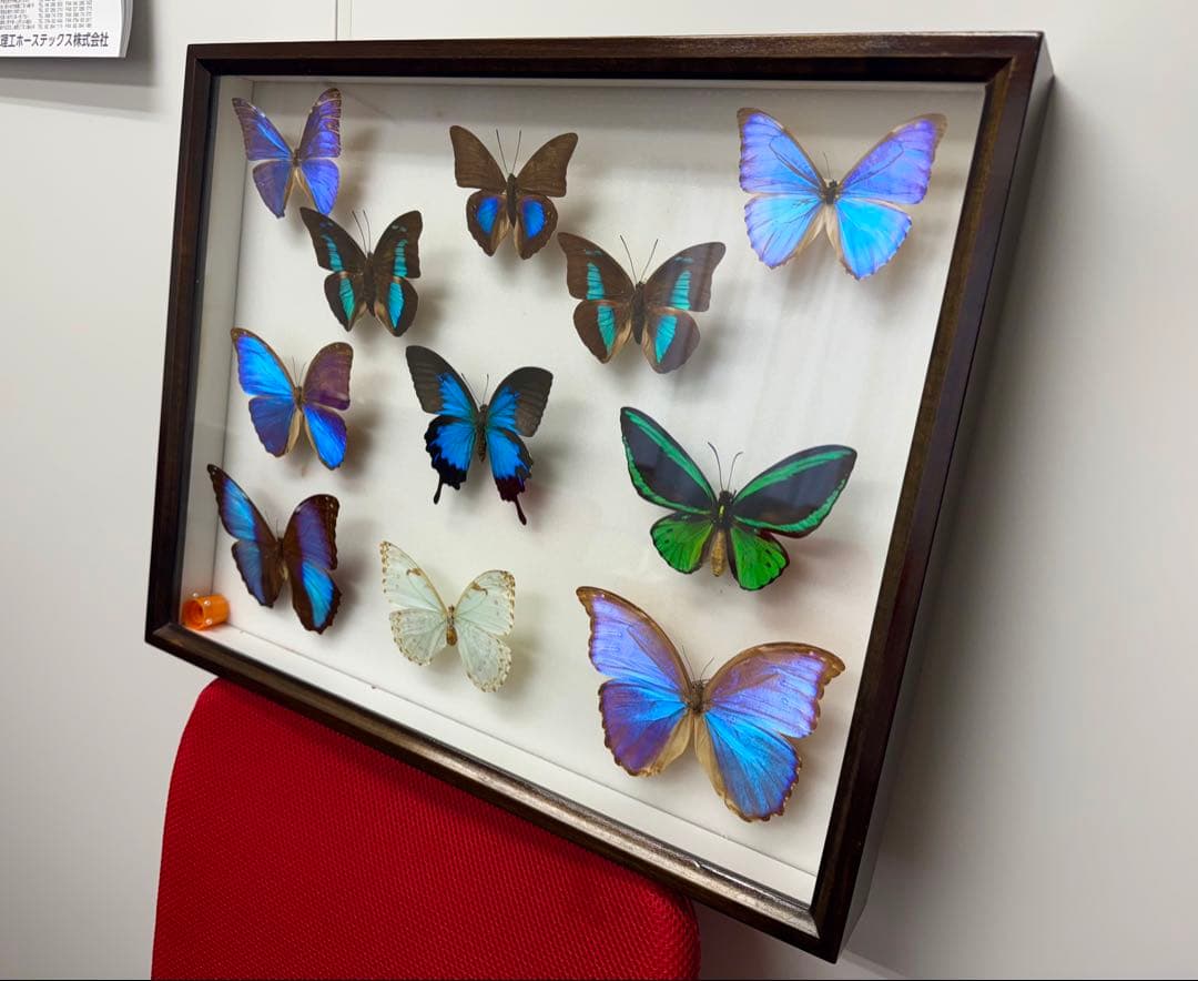 モルフォ蝶 オオルリアゲハ他11匹 標本