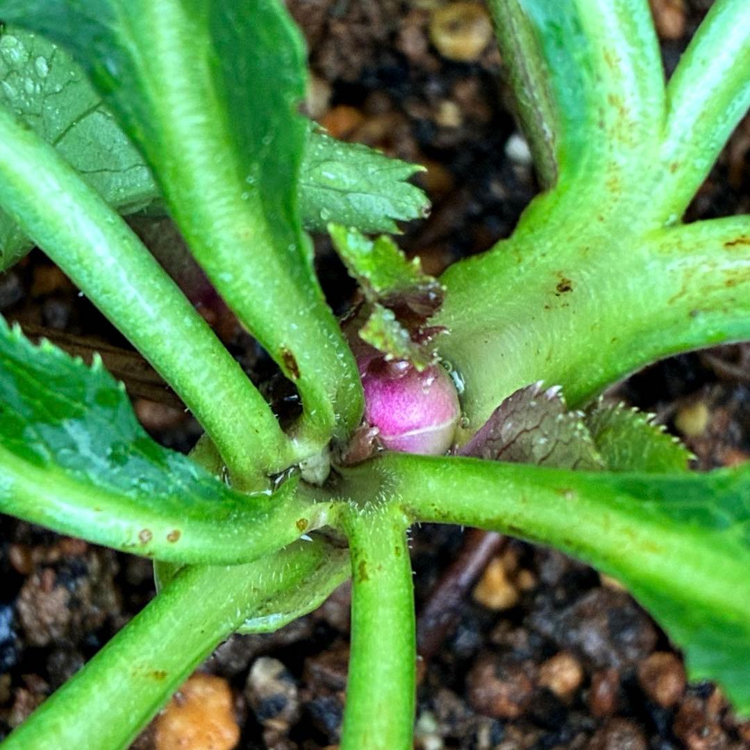 ま*い様 3406☘️蕾付き☘️超レア☘️唯一無二☘️⭐️ツヤツヤ赤⭐️クッキリ