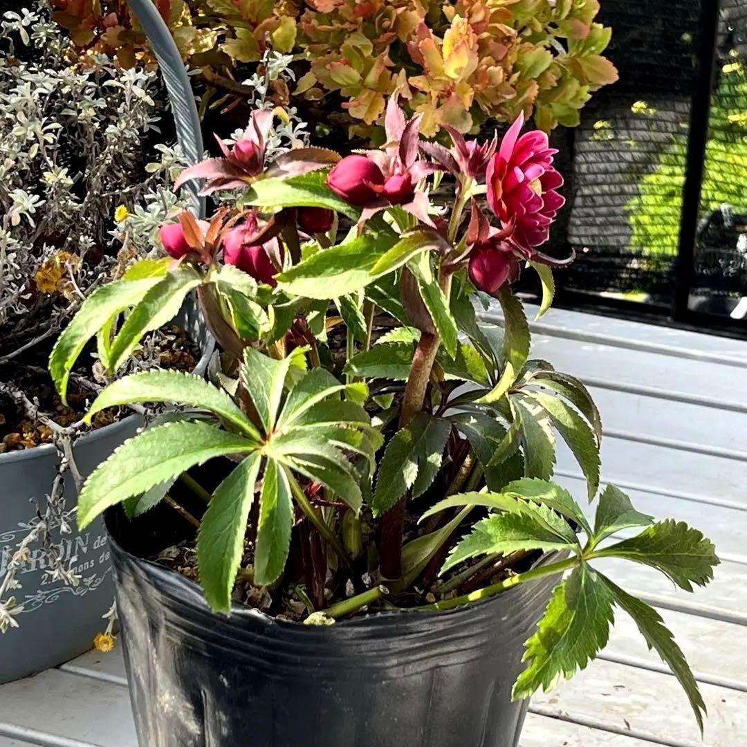 ま*い様 3406☘️蕾付き☘️超レア☘️唯一無二☘️⭐️ツヤツヤ赤⭐️クッキリ