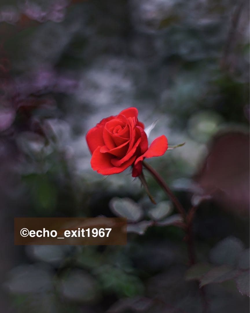 宝石レンズ_Super_Takumar_前期型　55mm_f1.8_am