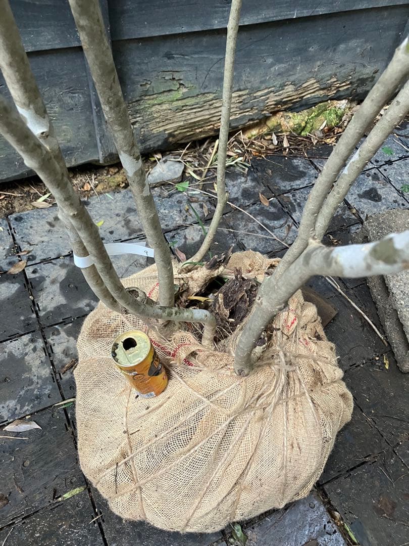 9 山採り　アオダモ