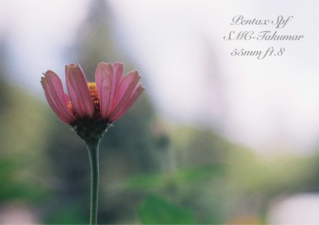 Pentax SPF★完動品＊美品＊試写済★本革外装＊シチリアン・ブルー★絶好調