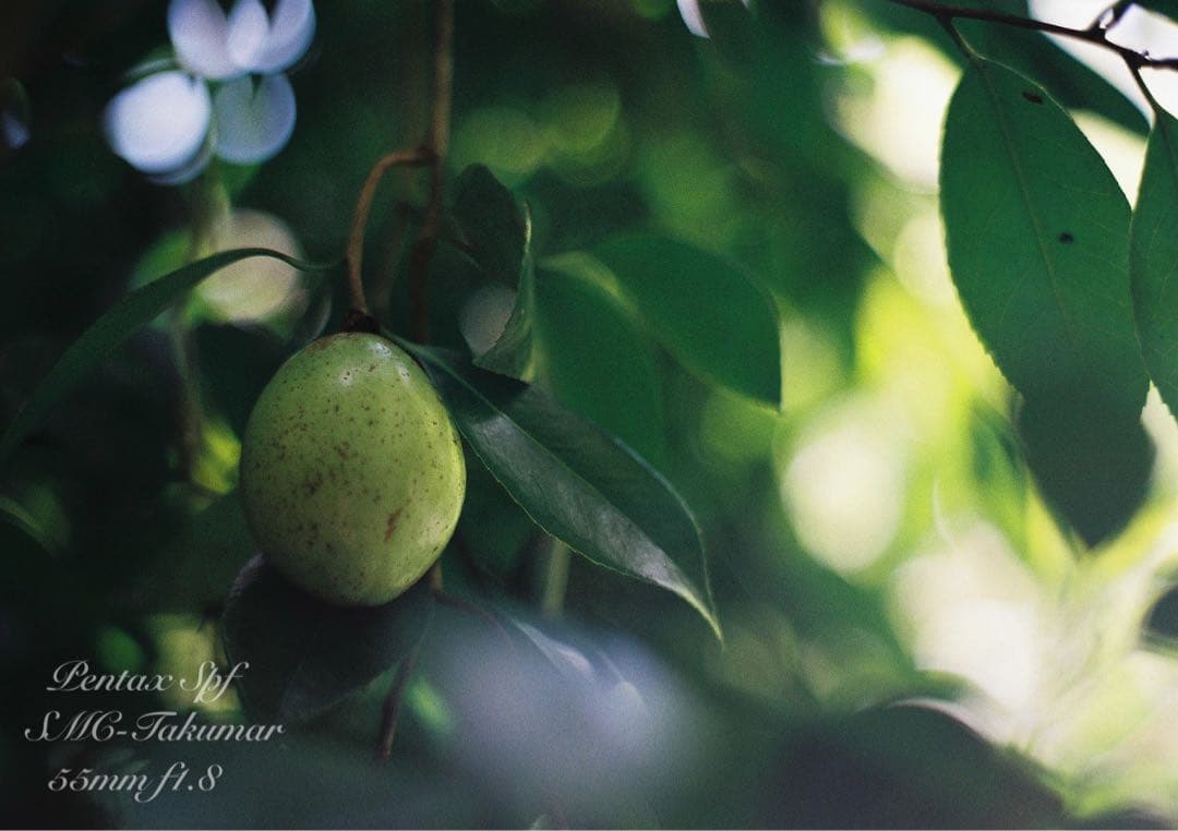 Pentax SPF★完動品＊美品＊試写済★本革外装＊シチリアン・ブルー★絶好調