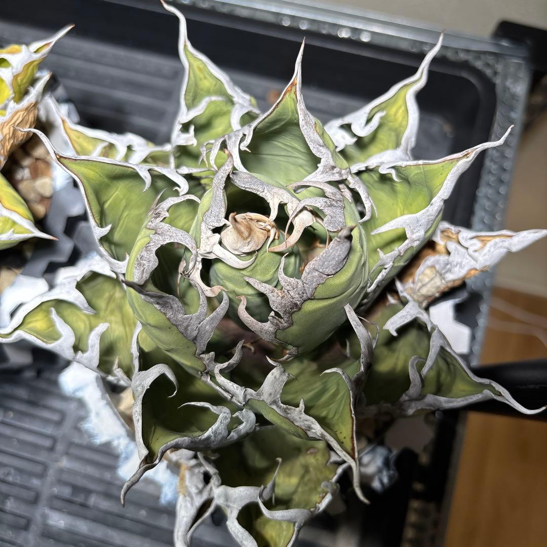 アガベ　チタノタ　オアハカ