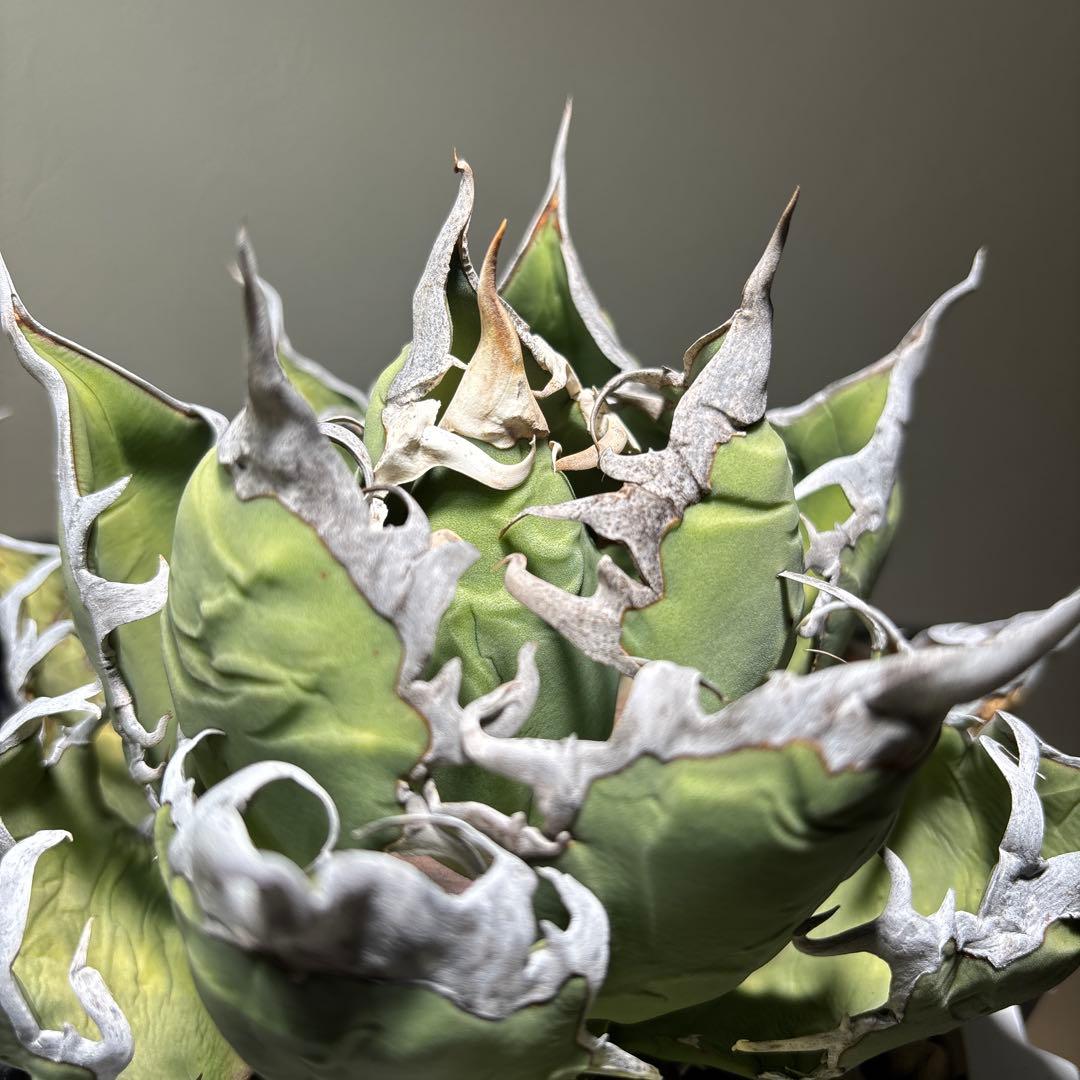 アガベ　チタノタ　オアハカ