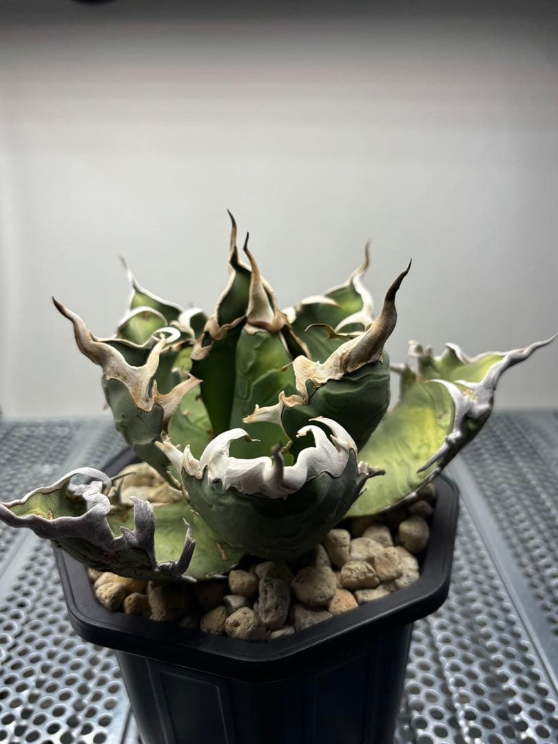 アガベ　チタノタ　オアハカ