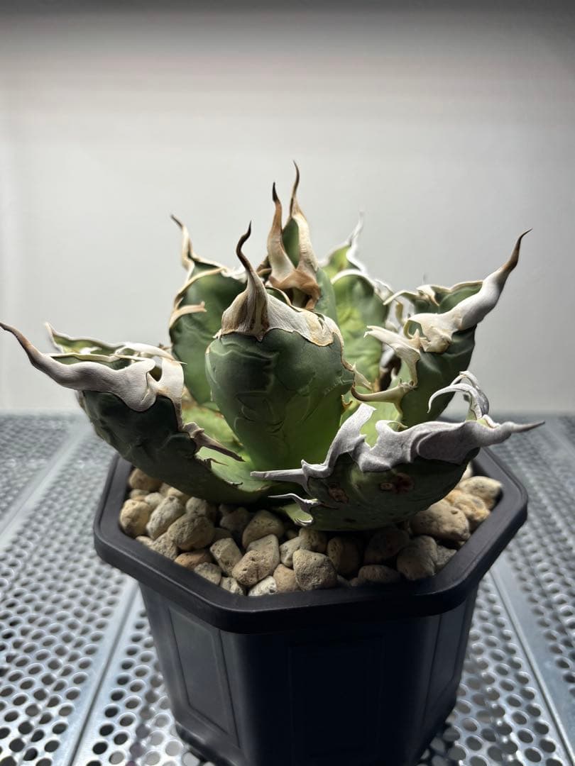 アガベ　チタノタ　オアハカ