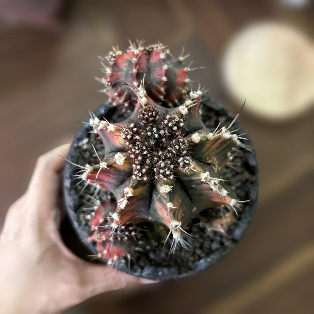 ギムノカリキウム 緋牡丹錦 × 中川智治 クレーターポット 鉢