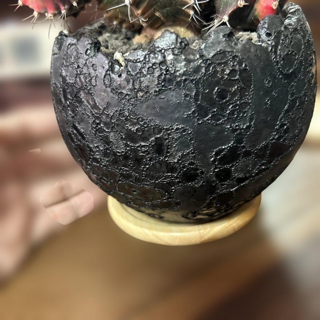 ギムノカリキウム 緋牡丹錦 × 中川智治 クレーターポット 鉢