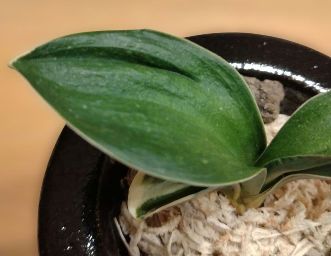 万年青 おもと 力和（りきわ）2才苗 美 優良株 黒楽鉢植え