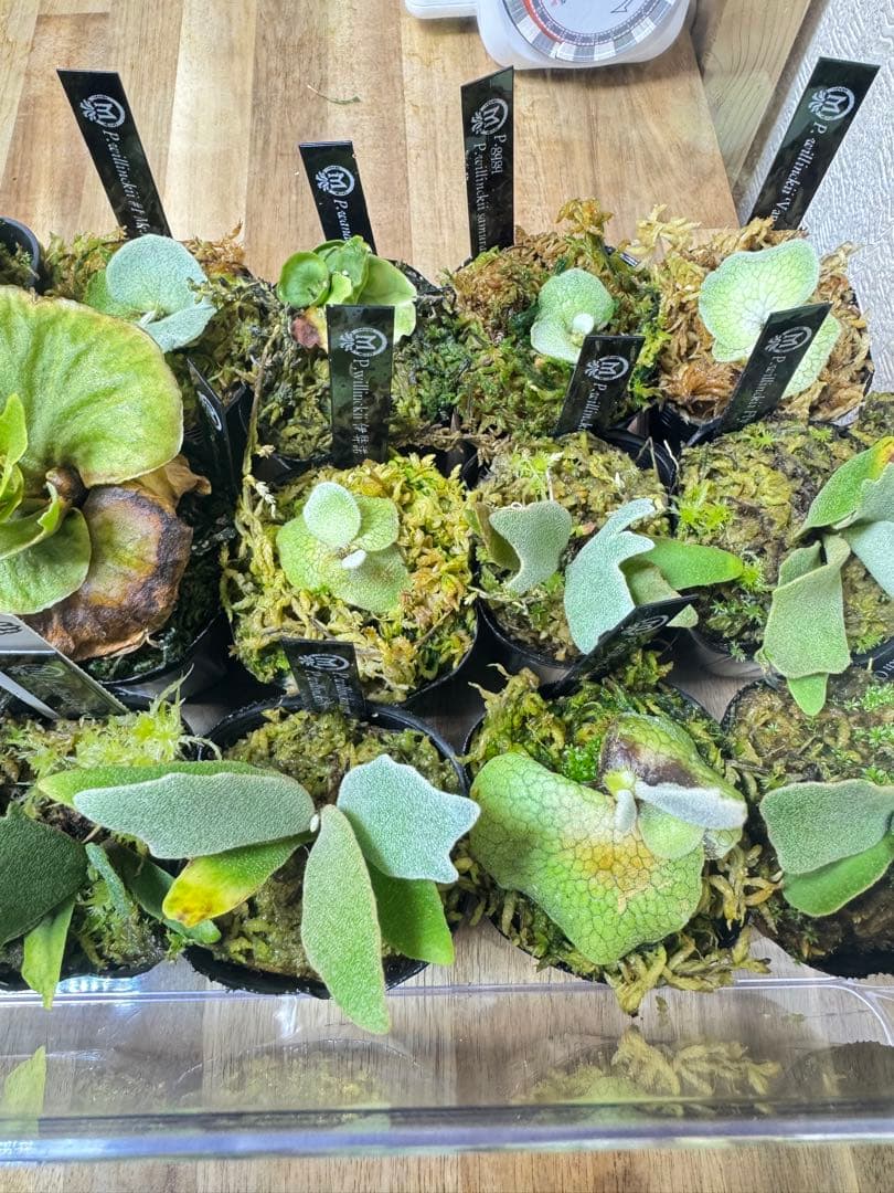 dwarf 15種　ビカクシダ　1月3日でけします。