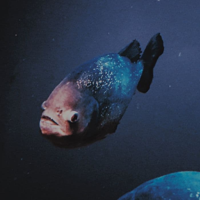 downt Anthology clear レコード アナログ クリア