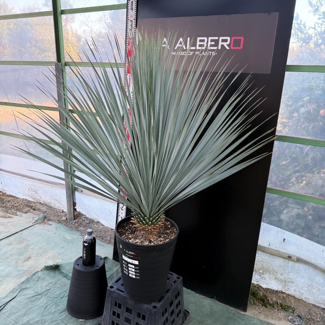 【AL1081】ユッカ　LA ALBERO　ランチョブルー　数量限定販売