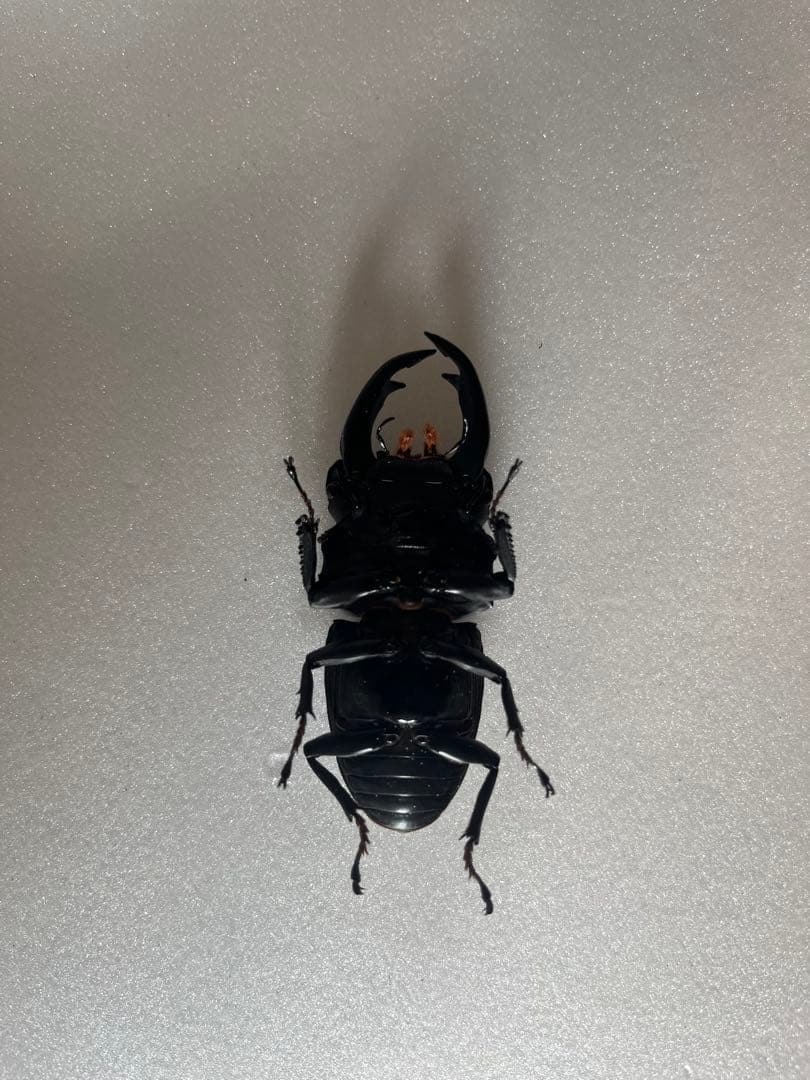 オオクワガタ89.5mm 能勢産　YG血統 昆虫標本用として