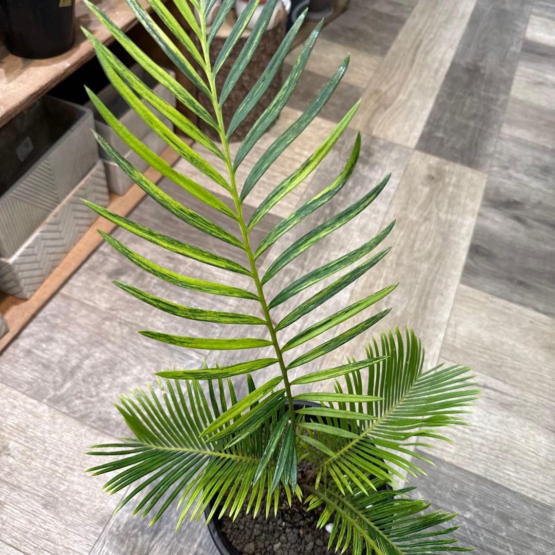 希少！　ソテツ斑入り　沖縄県の親株からの子株