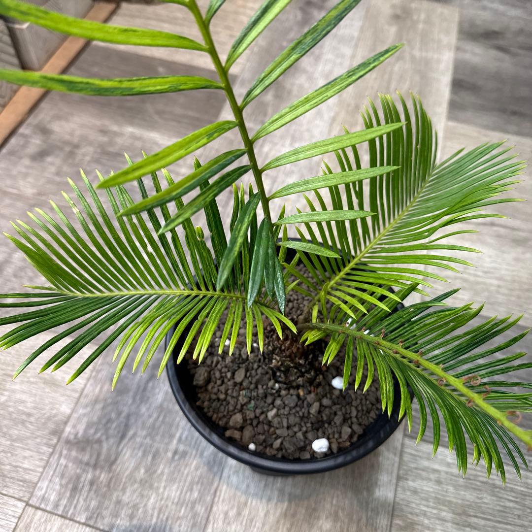 希少！　ソテツ斑入り　沖縄県の親株からの子株