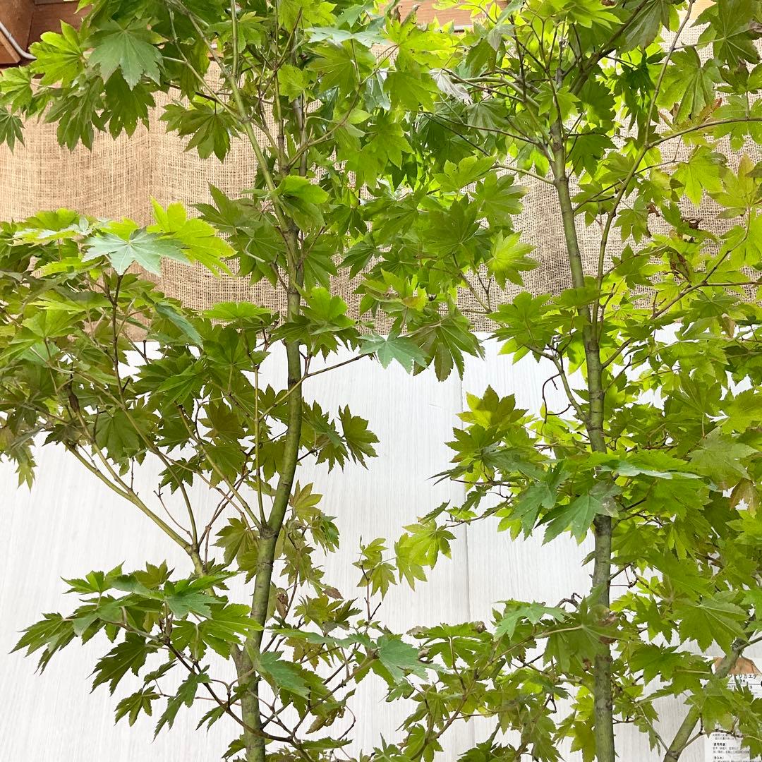 雨さん専用　コハウチワカエデ　単木/ 60