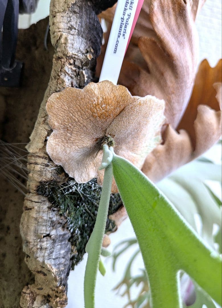 ビカクシダ☆Polaris☆ポラリス☆vp☆子株