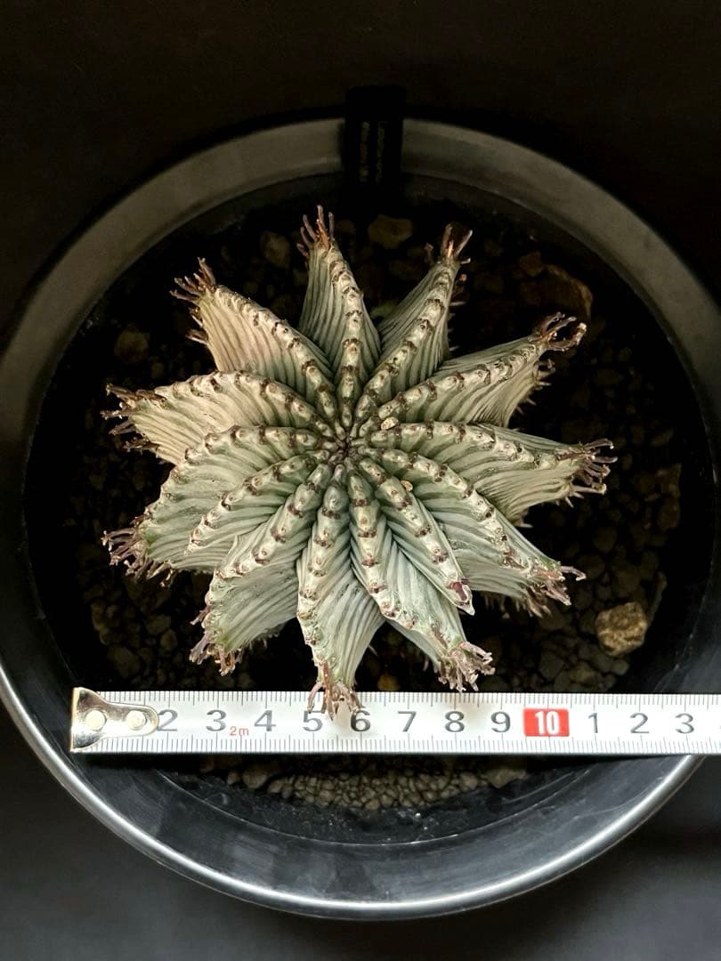 麺*類様 ユーフォルビアホリダ White zebra S胴太 親株 子株付き