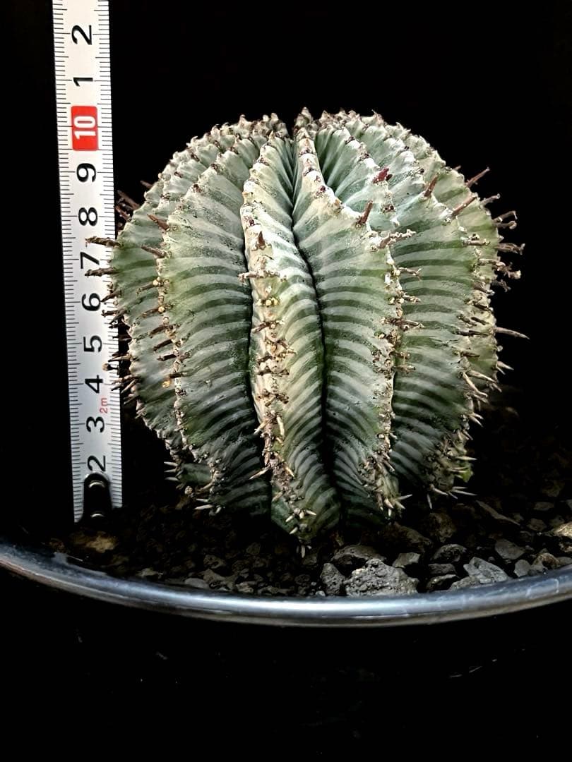 麺*類様 ユーフォルビアホリダ White zebra S胴太 親株 子株付き