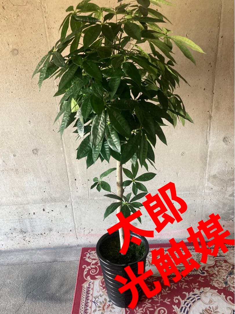 光触媒　人工観葉植物　ウォールグリーン　フェイクグリーン　パキラ15767