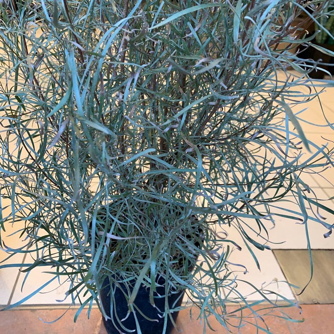 グレビレア エンドリチェリアナ