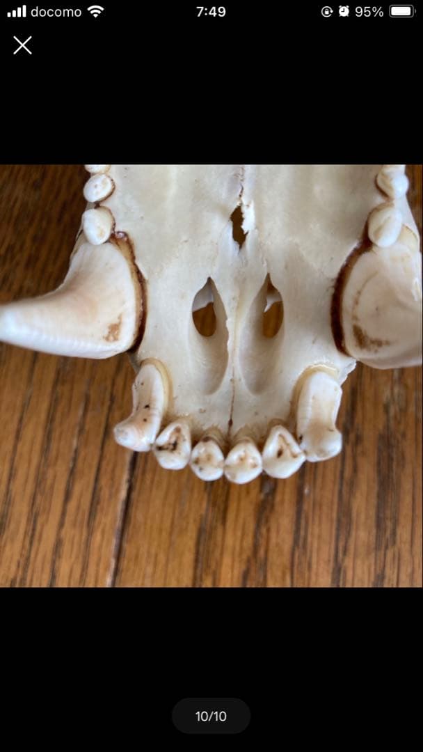 頭蓋骨　ツキノワグマ頭蓋骨　熊の骨オブジェ　希少コレクション　薬剤不使用