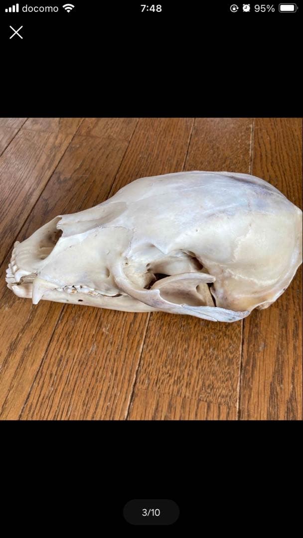 頭蓋骨　ツキノワグマ頭蓋骨　熊の骨オブジェ　希少コレクション　薬剤不使用