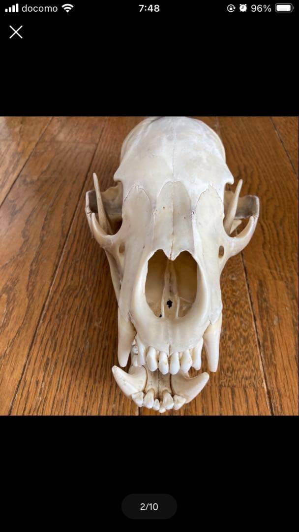 頭蓋骨　ツキノワグマ頭蓋骨　熊の骨オブジェ　希少コレクション　薬剤不使用