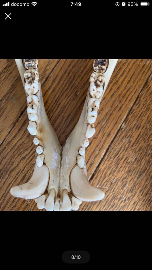 頭蓋骨　ツキノワグマ頭蓋骨　熊の骨オブジェ　希少コレクション　薬剤不使用