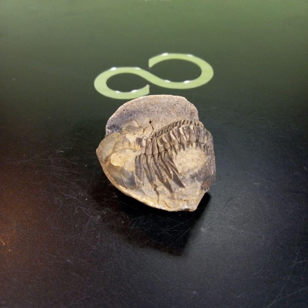 三葉虫　化石　fossil　ボリビア産　トライロバイト　三葉虫個体⑤