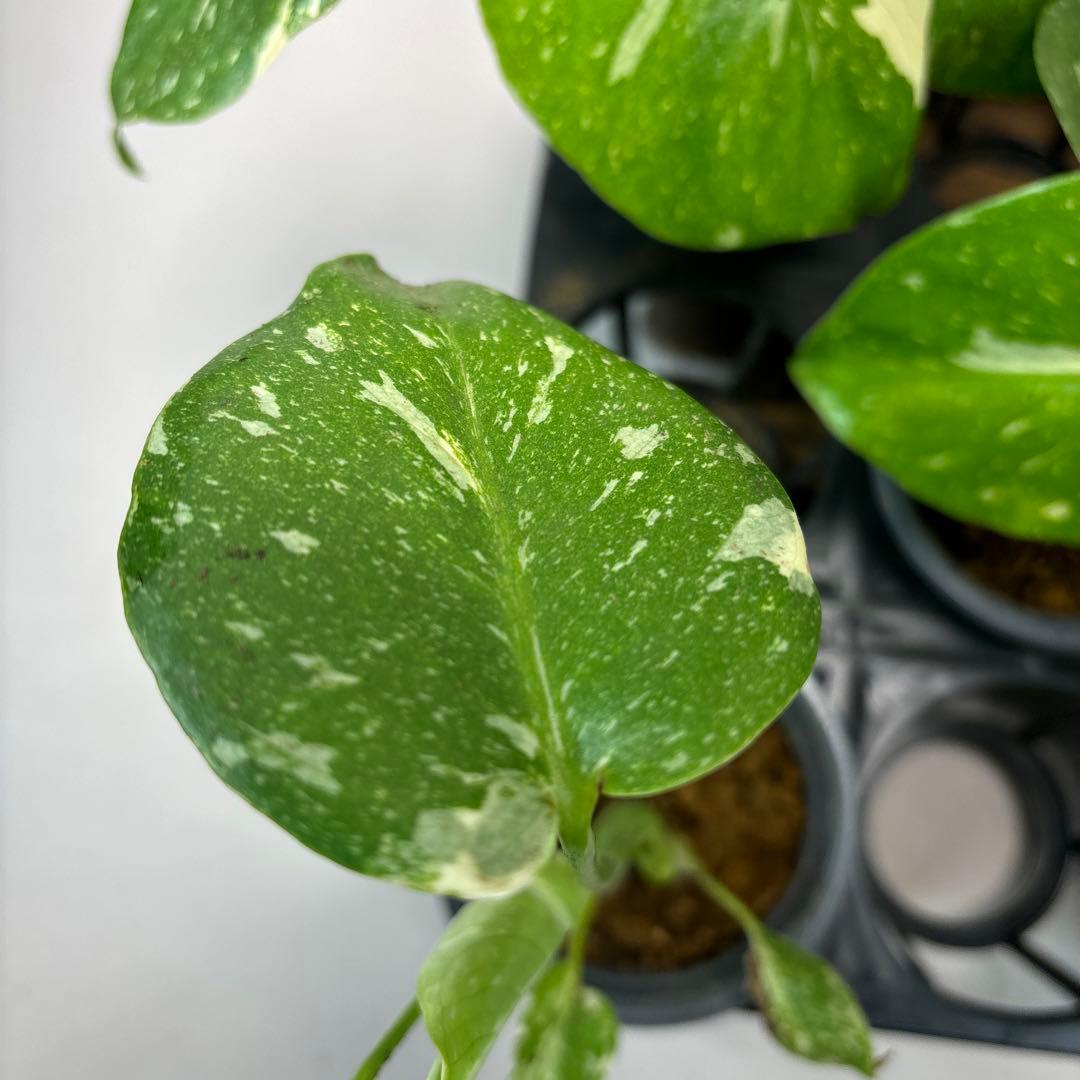 s*a様 10株セットms77【訳あり】モンステラ・タイコンステレーション 斑入